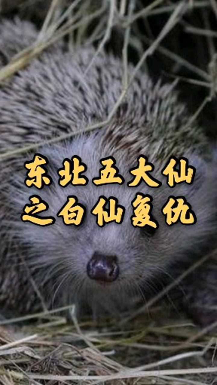 民间故事东北五大仙之白仙复仇