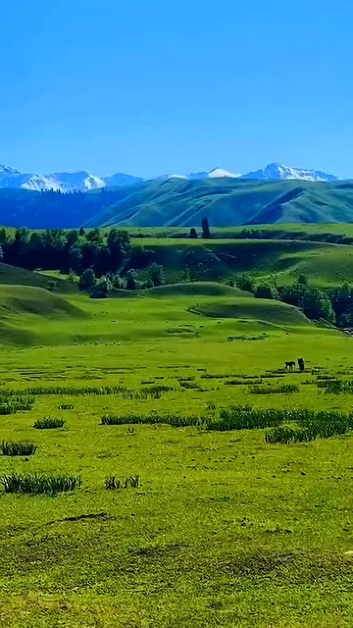 伊犁草原最美的时候到了天苍苍野茫茫风吹草低见牛羊