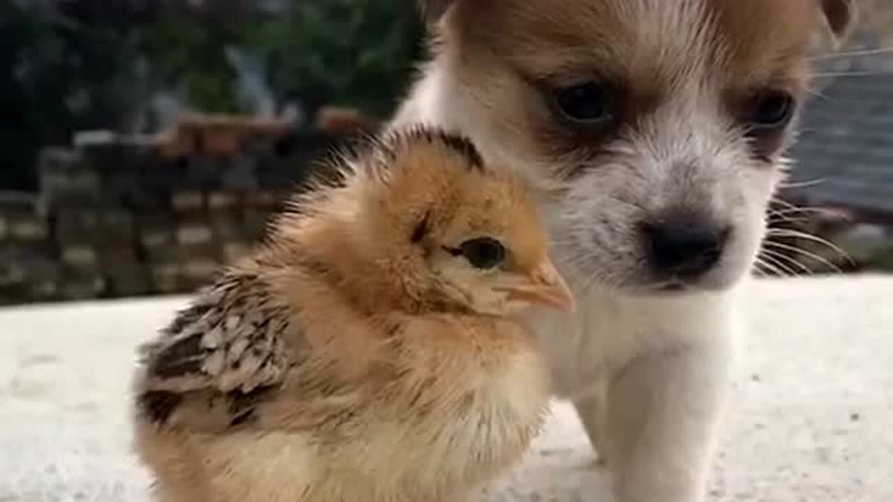 农村人惬意的生活家里狗狗和小鸡一起玩耍和谐的画面让人羡慕