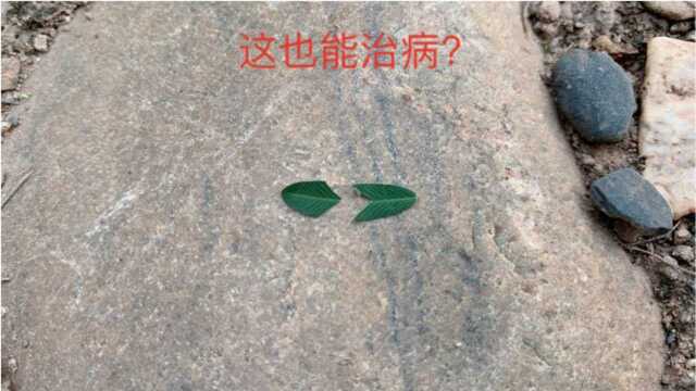 没想到这种草还能治病,你们有见过吗?