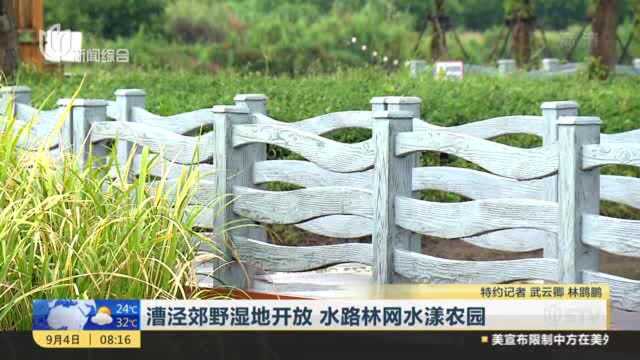 漕泾郊野湿地开放 水路林网水漾农园