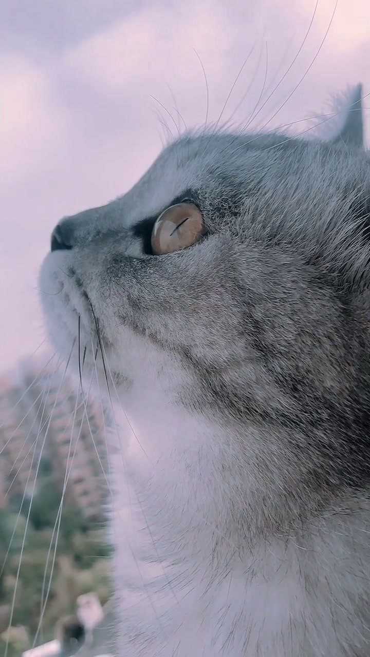 猫咪侧颜看天空图片