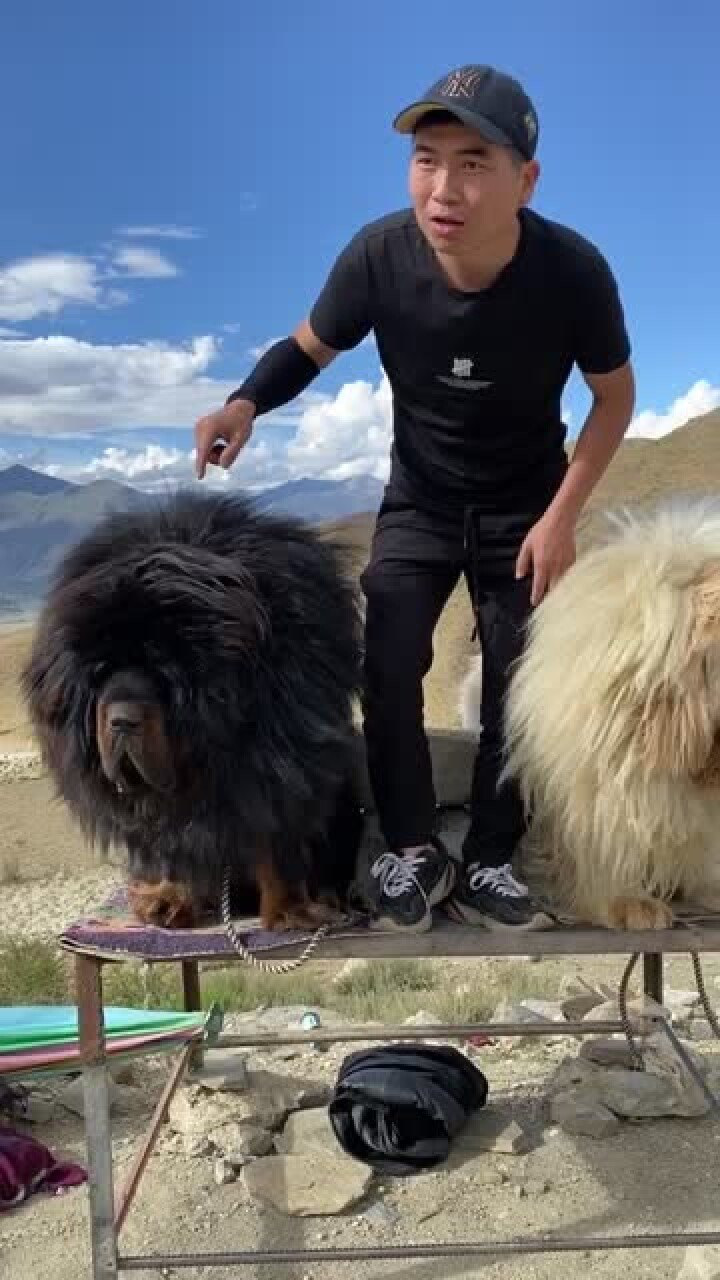 这就是西藏真正的藏獒,真的太大了