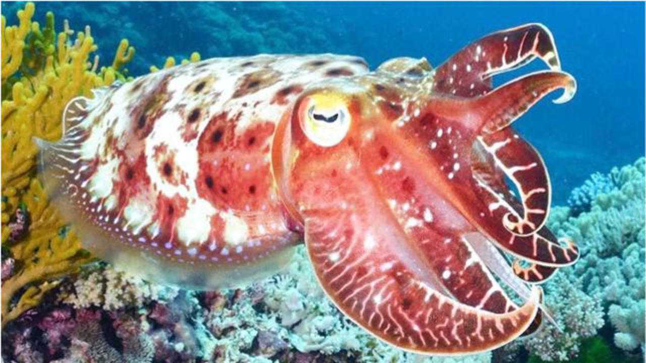 海洋最毒动物大盘点看见它千万要躲开