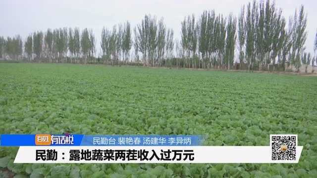 民勤:露地蔬菜两茬收入过万元