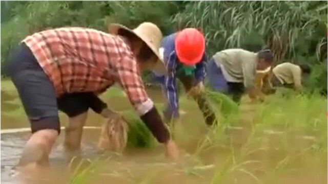 荷桥村的深山里 庄稼汉们要在汛期来临前 完成300亩水田插秧