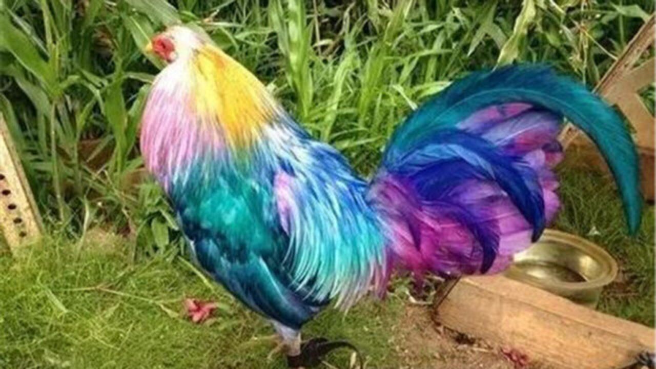 世界上最贵的鸡,两个月工资都买不到,富豪狠心砸了570万!