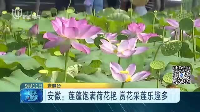 安徽:莲蓬饱满荷花艳 赏花采莲乐趣多