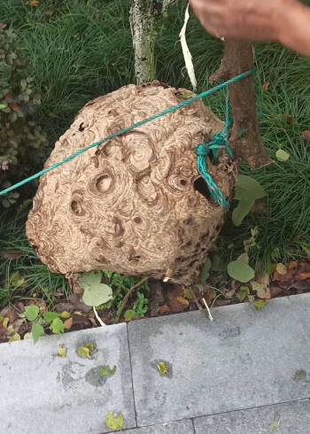 超级马蜂窝,虎头蜂,五十多斤阿!