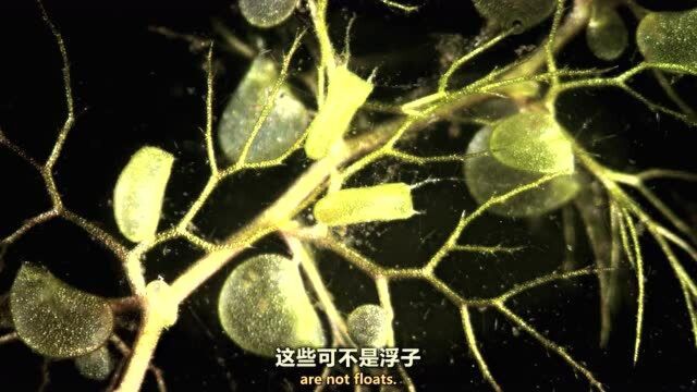 见过植物杀手狸藻吗?杀手中的高手快到你眨眼不见!