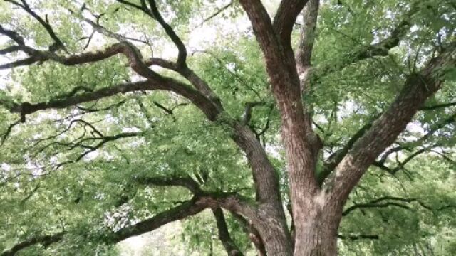 南屏晚钟,西湖十景之一,西湖边安静低调的千年古刹“净慈寺”