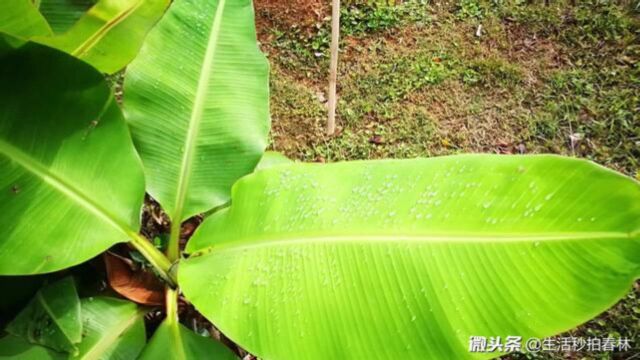 雨后,我走进绿色环保厂区花园