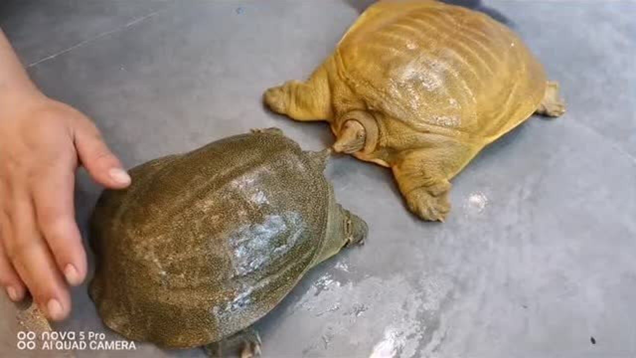 两只甲鱼pk,结果你们能想到吗?