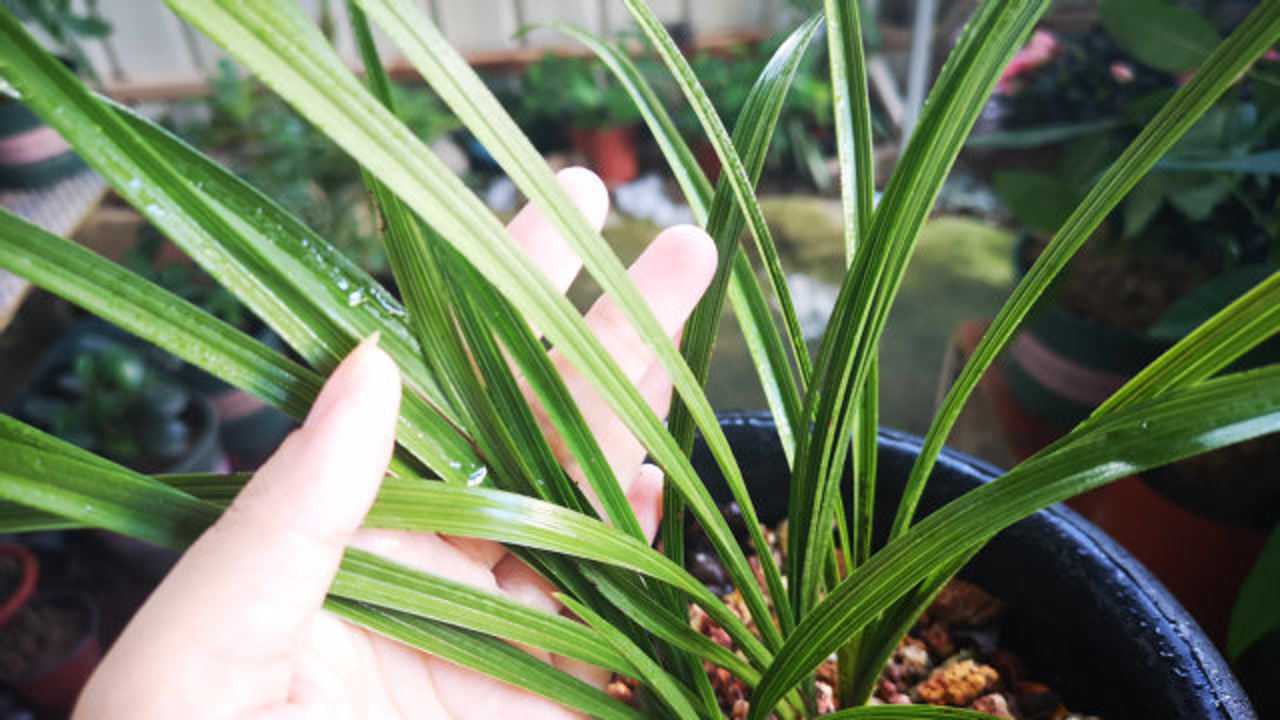 兰花叶片细小发软还无光泽?是这一步养护出了问题,解决很简单