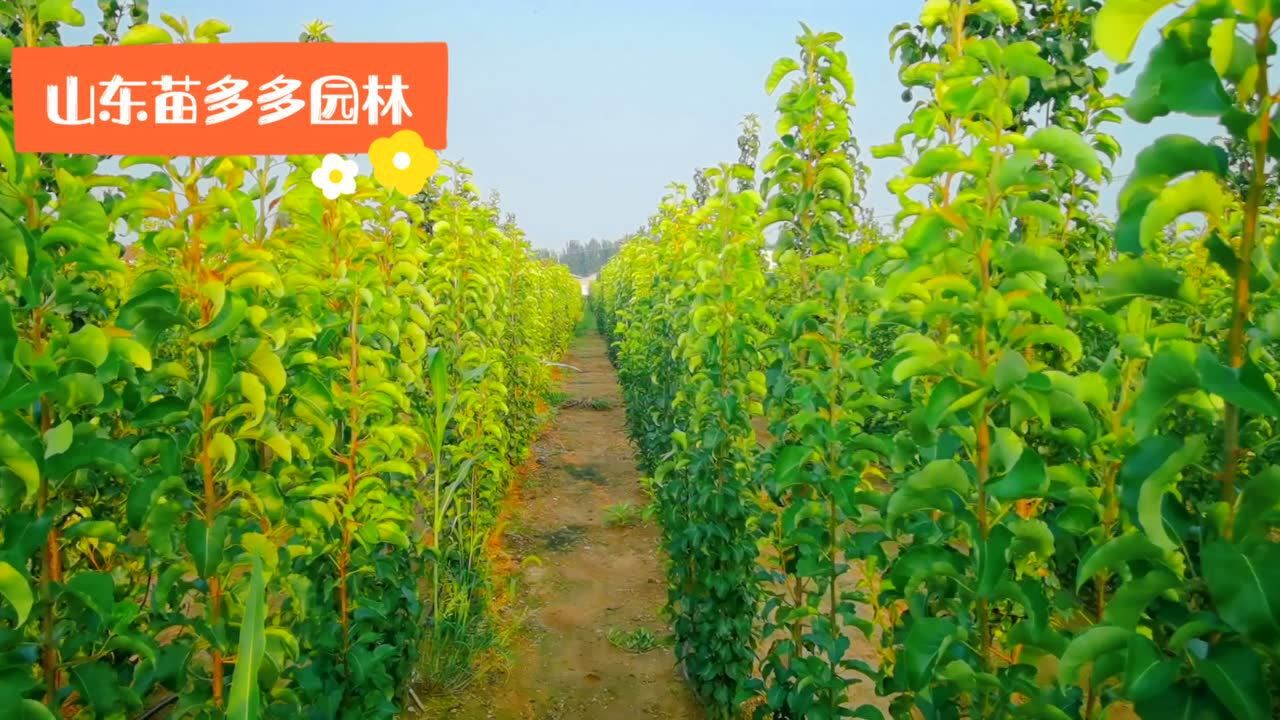 彩叶豆梨小苗.mp4