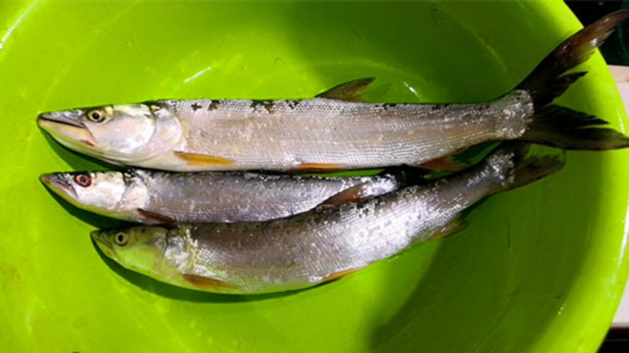 铜头鱼不好吃?那是因为你不会做!掌握一步成就经典