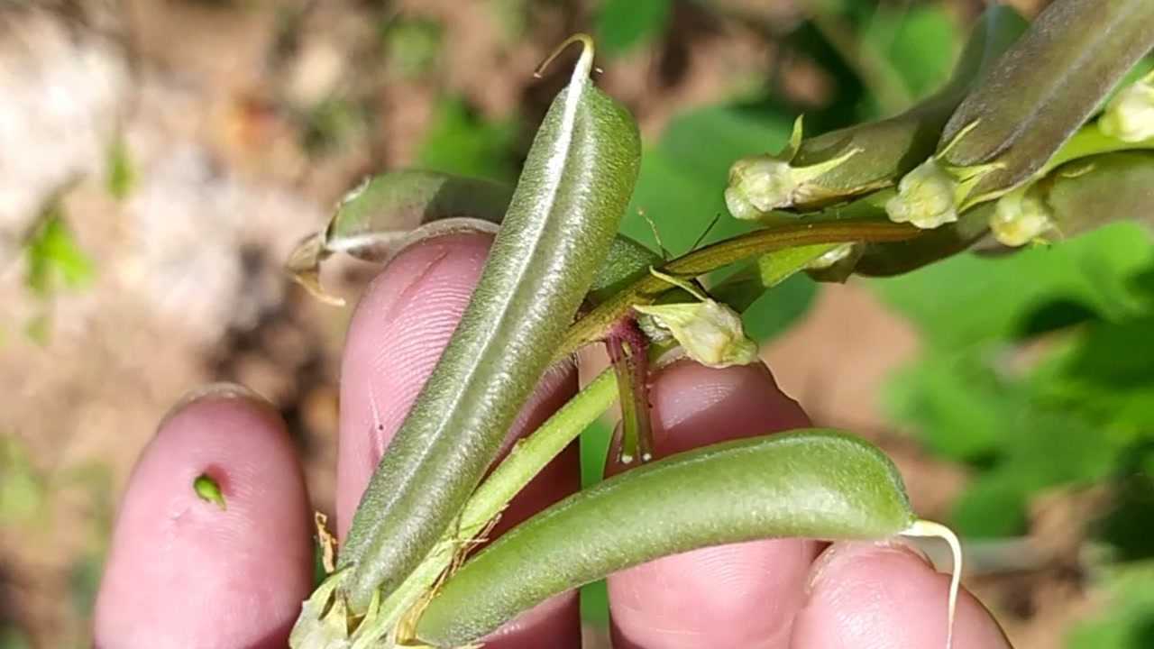 猪屎豆没有明目作用却可治乳腺炎淋巴结核等等