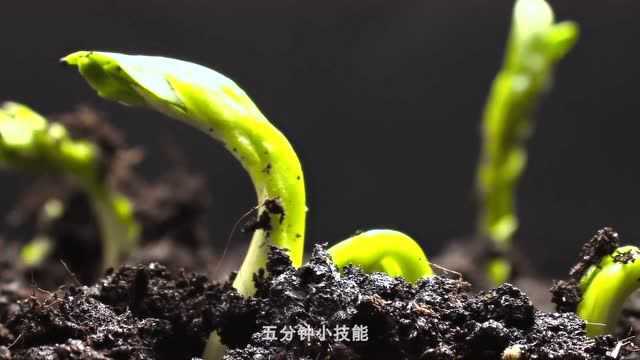 6种创意植物种植,DIY园艺和花卉种植技巧,看完涨知识了!