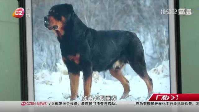 员工被公司饲养猛犬咬死!两人被刑拘,3只狗被隔离控制!