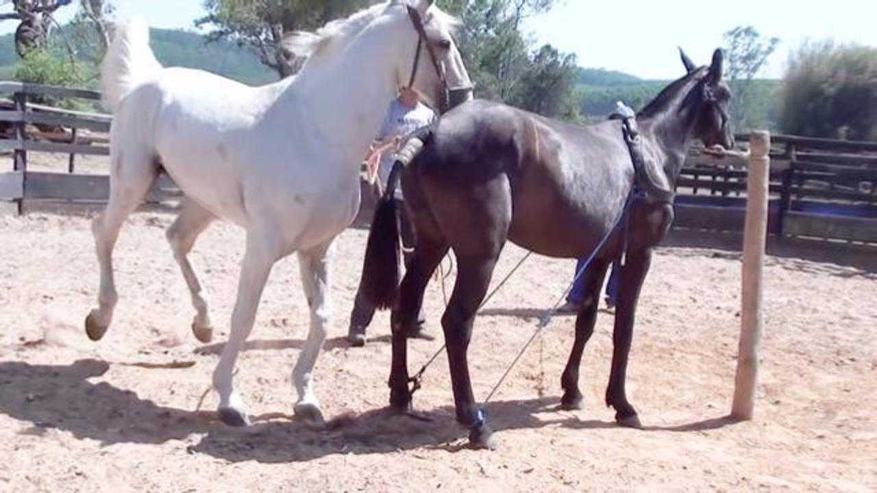 白马和黑马长得都盘靓条顺的真是黑白配天生一对
