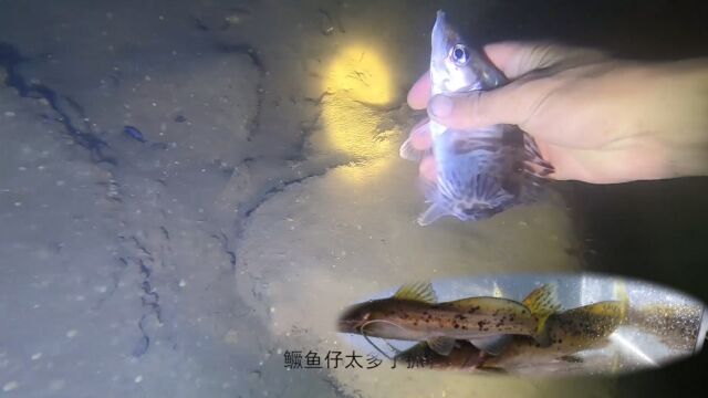 小强不会潜水抓鱼,花500元请潜水师傅下水抓鱼,就三条芝麻剑鱼