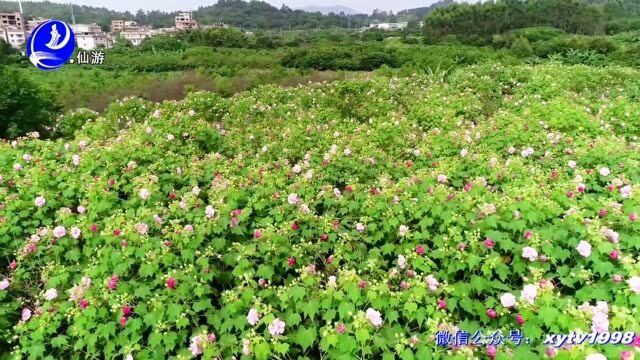 仙游鲤城:千株台湾木芙蓉花美丽绽放