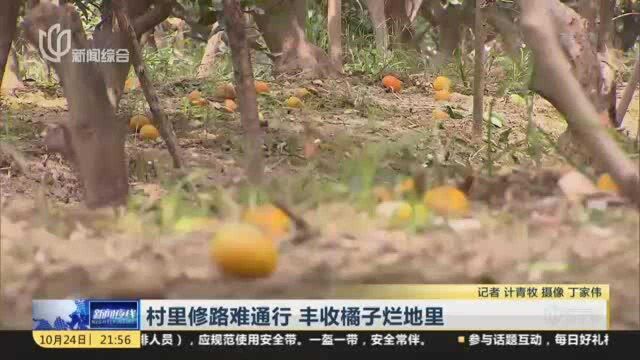 村里修路难通行 丰收橘子烂地里