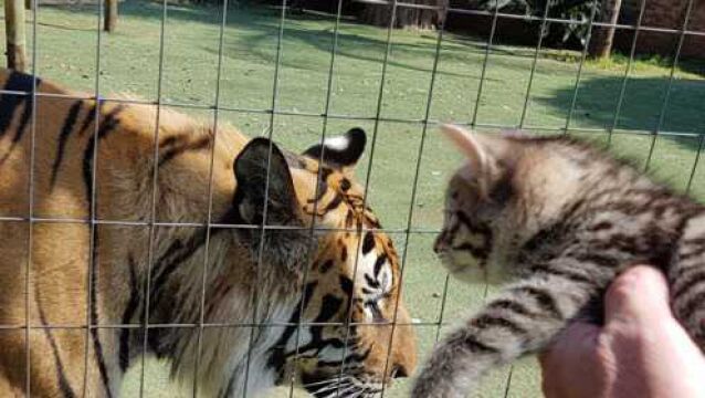 “大猫”的名号是真的吗?把小猫放到老虎嘴边,它有什么反应?