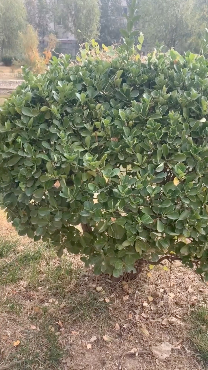 小区门口的冬青树被修剪成了一个大圆球佩服那些园林设计师