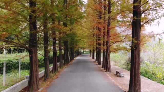 自驾游赛武当景区,但是景区没开放,只能欣赏一下沿途秋景