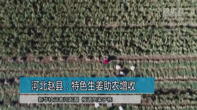 河北赵县:特色生姜助农增收