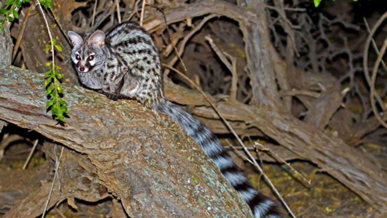 浙江红外相机拍到国家二级保护动物小灵猫消失30余年后重回大众视线