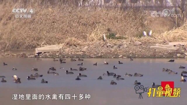 中国高原水鸟种群分布最密集的湿地之一草海湿地