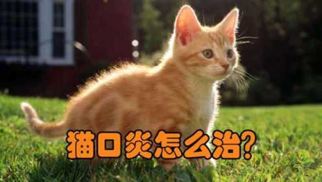 猫口炎怎么治