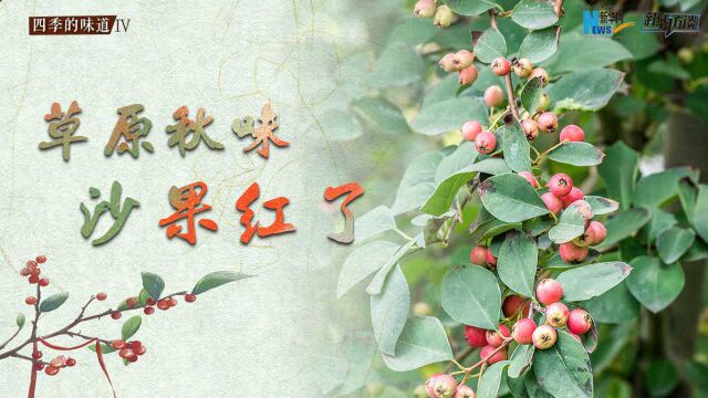 【四季的味道IV】草原秋味 沙果红了