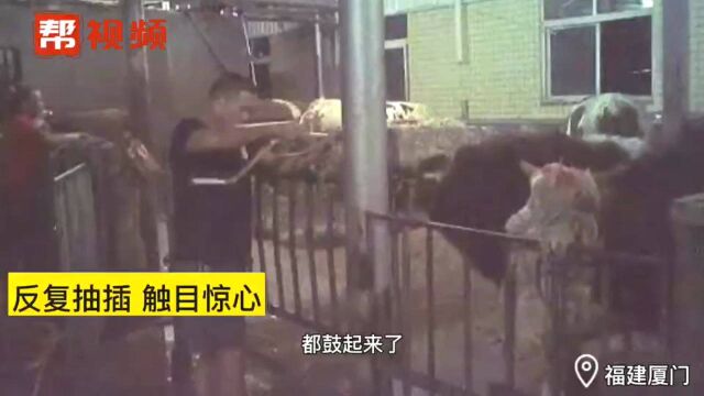 记者前往“黄金香”集美屠宰场核实,发现疑似注水男子