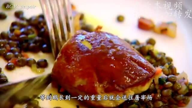 世界顶级美食“鹅肝”,看完它的喂养过程,你会想吃?