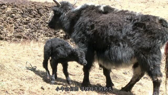 青藏高原冬季牧场 初生小牦牛顽强站立学走路