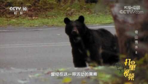 扰乱村庄安宁的动物是黑熊吗？它们为何会下山觅食