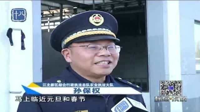 你吃的猪肉安全吗?南京江北新区总队带你探密生猪屠宰场执法过程