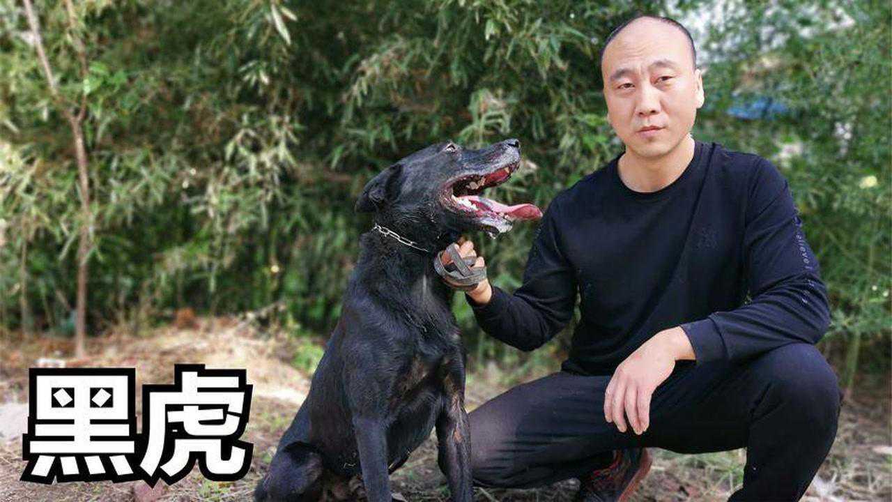 马犬和拉布拉多杂交猛犬有啥本领?农村小伙:比马犬性格还硬