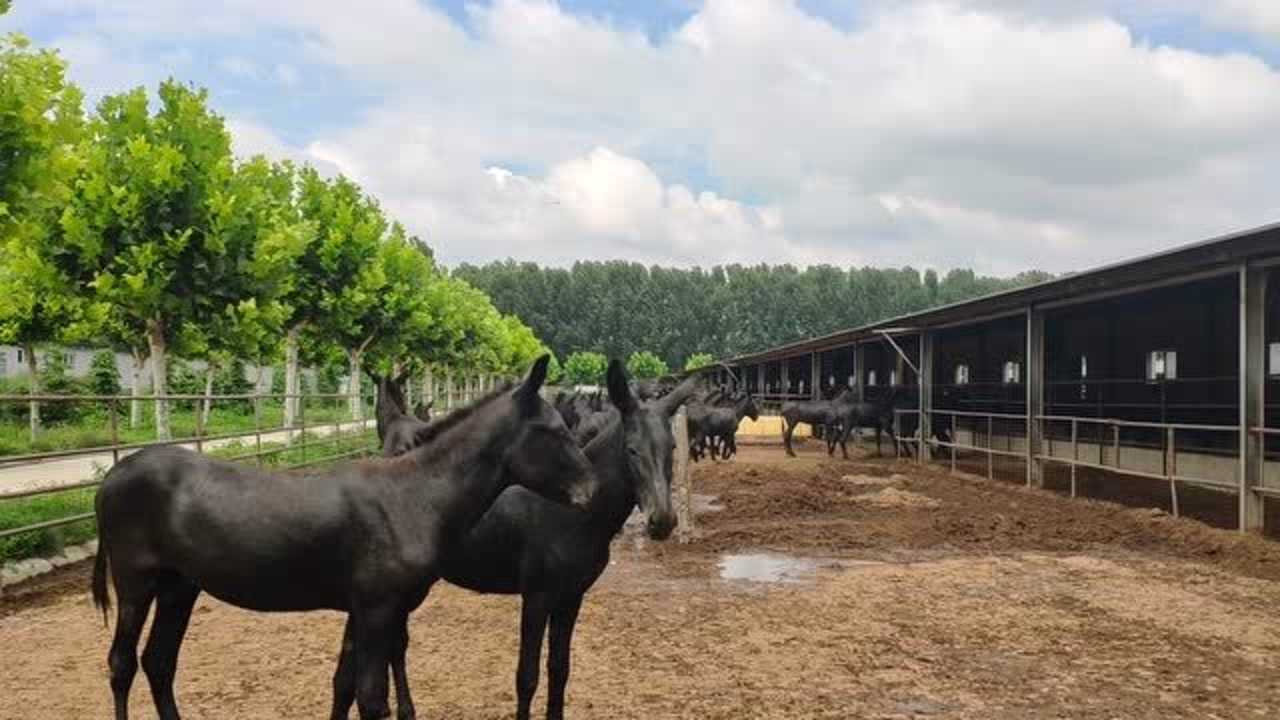 东阿黑驴养殖 东阿黑毛驴养殖基地