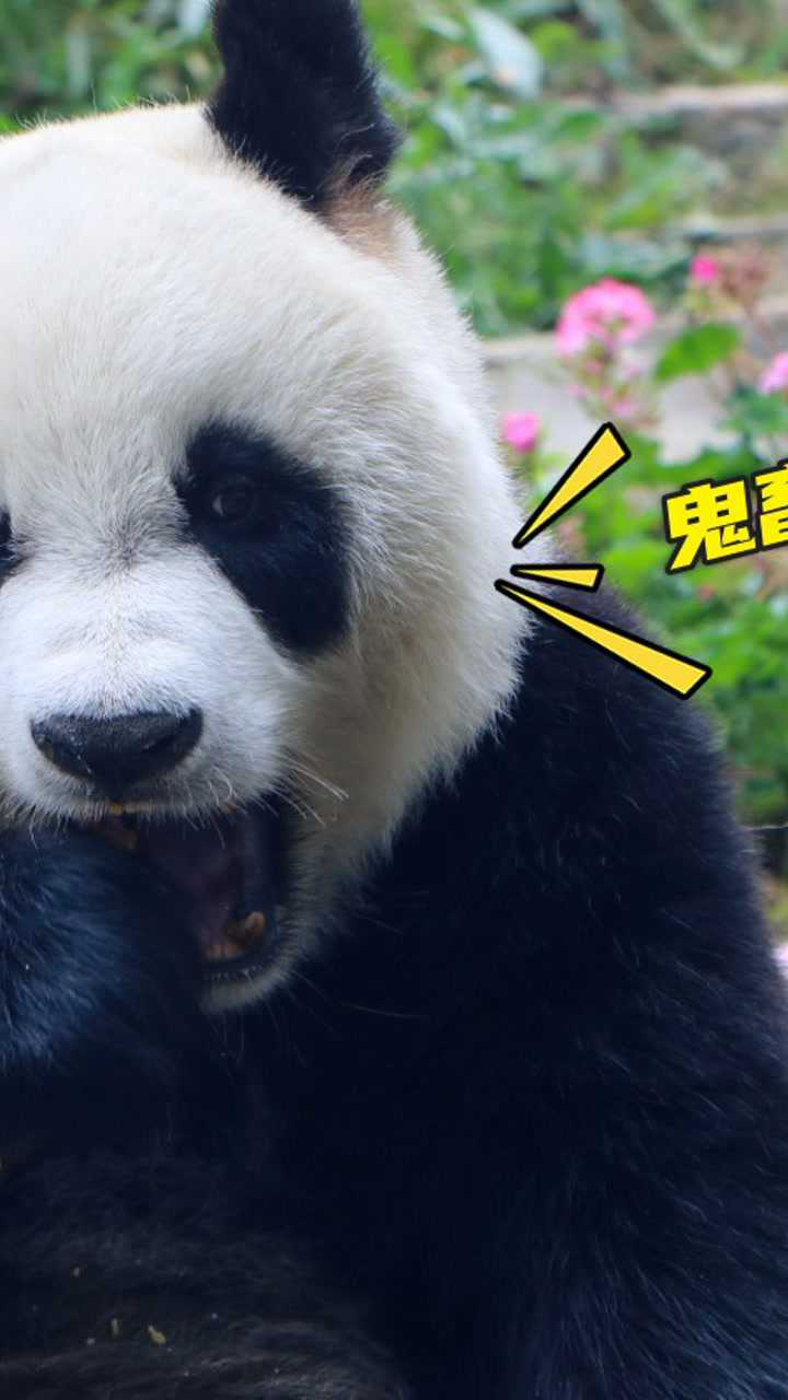 大熊猫玩鬼畜,太可爱了!_腾讯视频