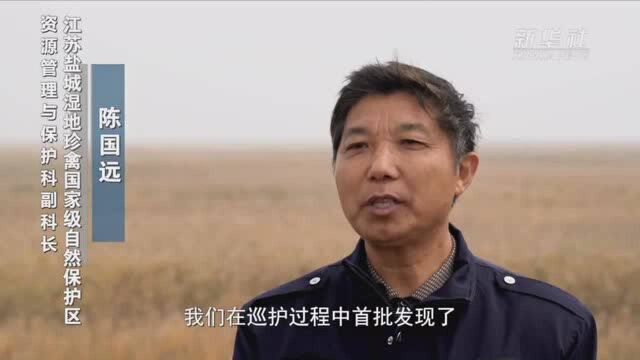 江苏盐城:守护候鸟越冬 保护大美湿地