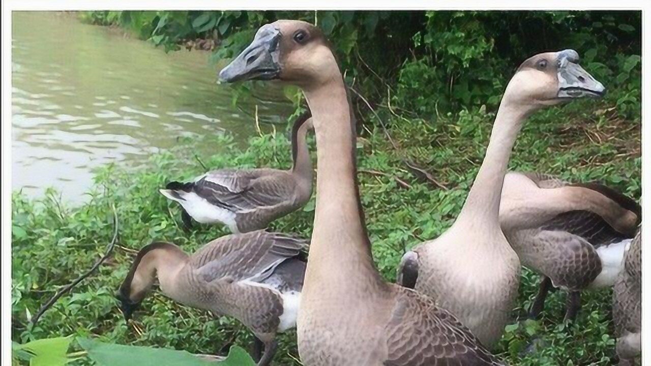 麻陂镇洋田村草鹅