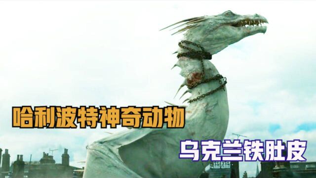 哈利波特神奇动物系列介绍之 乌克兰铁肚皮