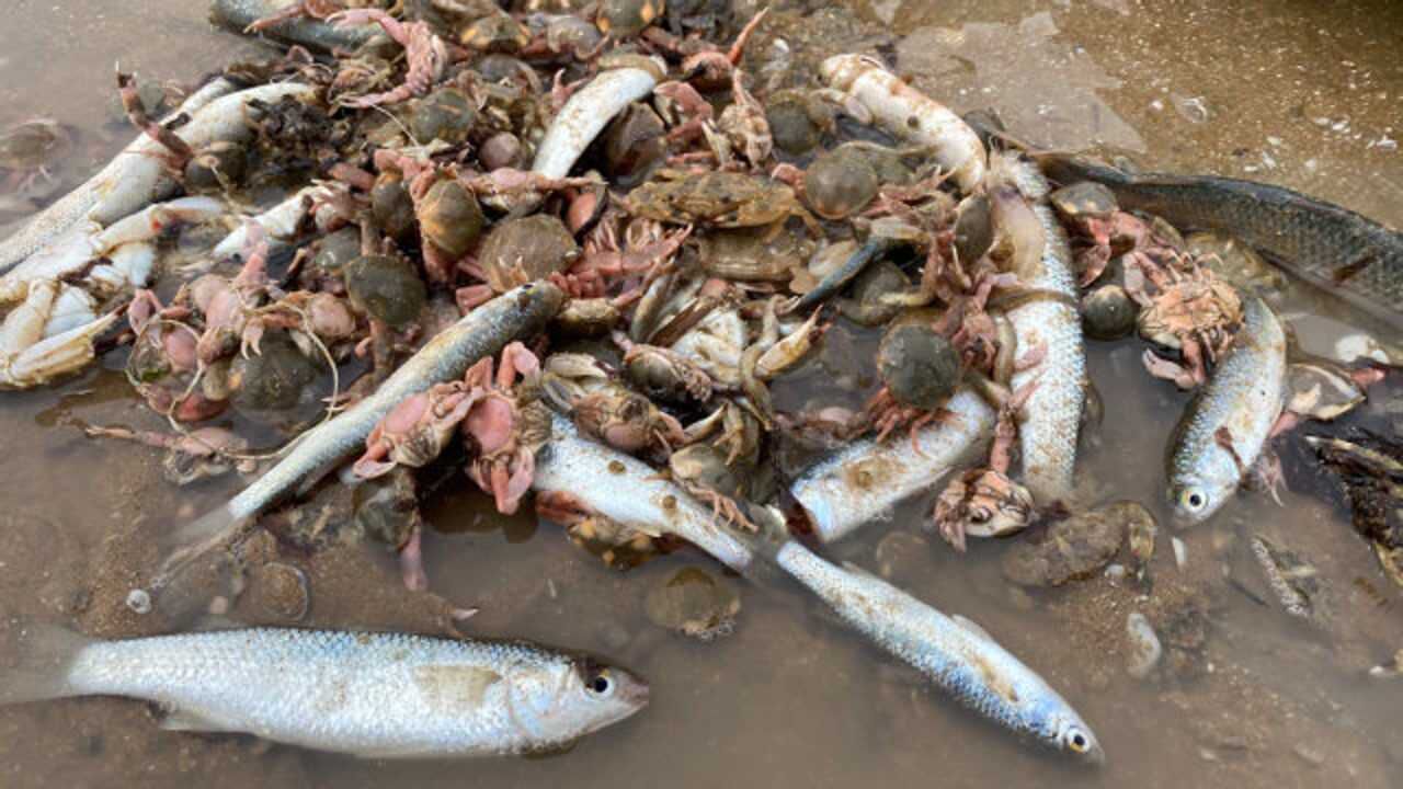 二强赶海在围网中发现好多小鱼小虾直接放生