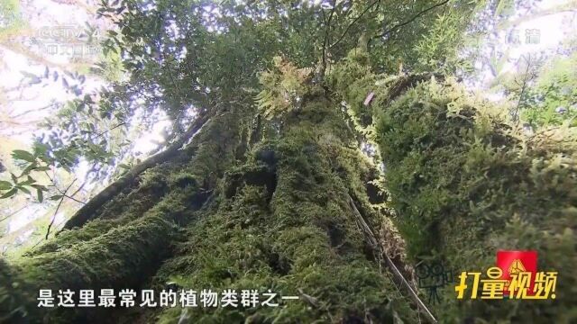 植物界的“小矮人”苔藓,在这却是疆域辽阔的一方领主