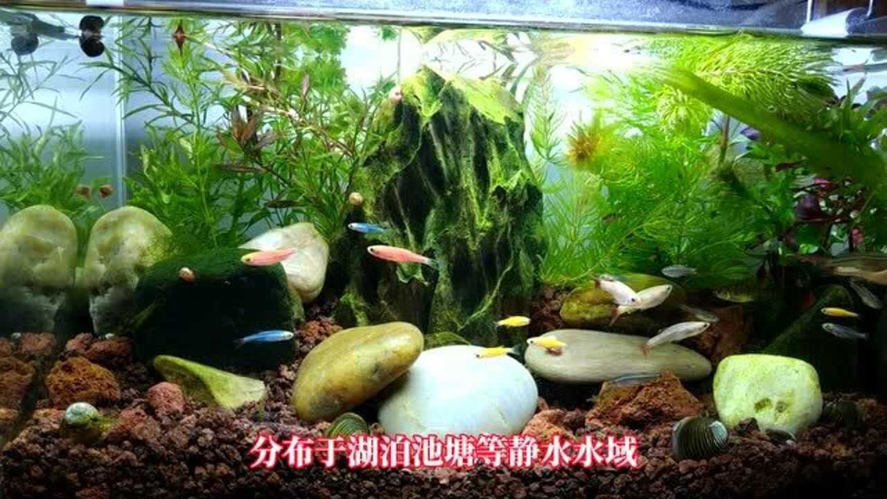 金鱼藻变红是缺养分么 金鱼藻发红的原因很简单 光照时间太长了 光线太强 腾讯视频