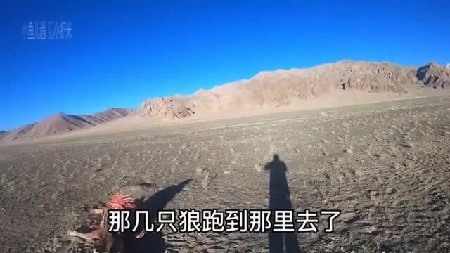 小伙在新藏公路发现狼群捕猎野驴,撕咬大半!徒步着一旦遭遇性命堪忧!